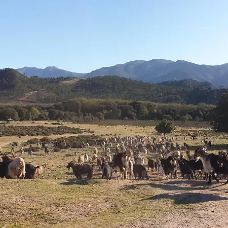 Domaine U Filanciu - Casa Ghjulia - Centru Di Corsica Semesterbostad *